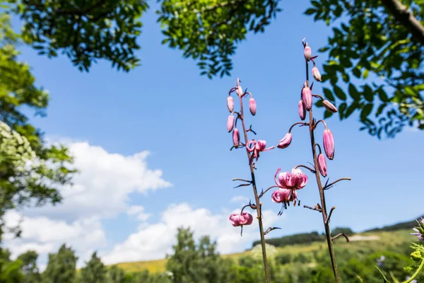Eyne, Cerdagne, Pyrenees, Fransa 'da Lilium margon çiçeği.
