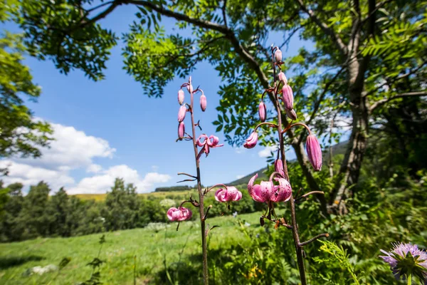Eyne, Cerdagne, Pyrenees, Fransa 'da Lilium margon çiçeği.