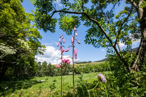 Eyne, Cerdagne, Pyrenees, Fransa 'da Lilium margon çiçeği.