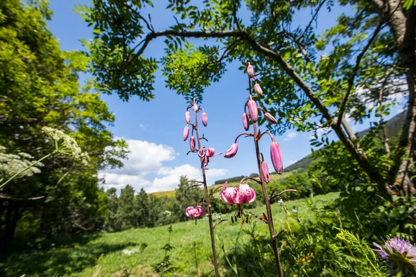 Eyne, Cerdagne, Pyrenees, Fransa 'da Lilium margon çiçeği.