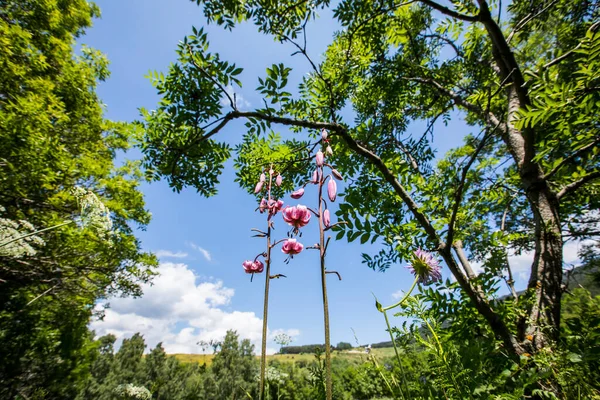 Eyne, Cerdagne, Pyrenees, Fransa 'da Lilium margon çiçeği.