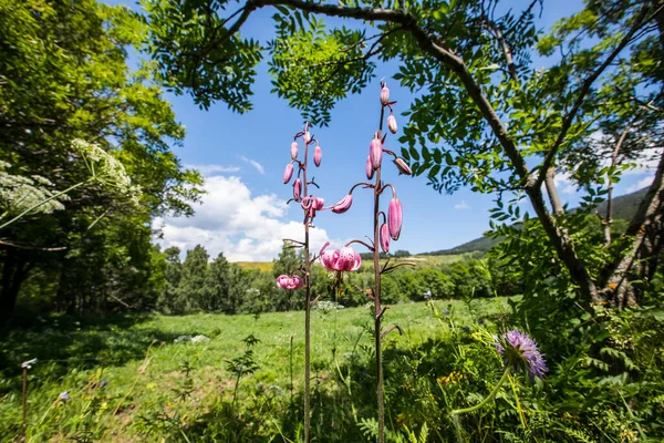 Eyne, Cerdagne, Pyrenees, Fransa 'da Lilium margon çiçeği.