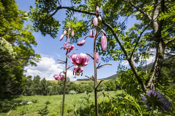 Eyne, Cerdagne, Pyrenees, Fransa 'da Lilium margon çiçeği.