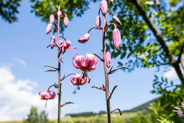 Eyne, Cerdagne, Pyrenees, Fransa 'da Lilium margon çiçeği.