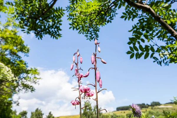 Eyne, Cerdagne, Pyrenees, Fransa 'da Lilium margon çiçeği.