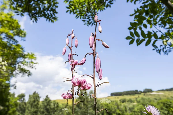 Eyne, Cerdagne, Pyrenees, Fransa 'da Lilium margon çiçeği.