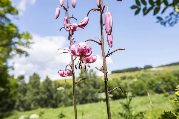 Eyne, Cerdagne, Pyrenees, Fransa 'da Lilium margon çiçeği.