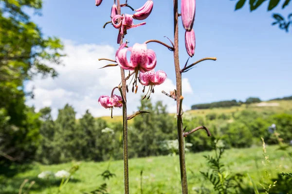 Eyne, Cerdagne, Pyrenees, Fransa 'da Lilium margon çiçeği.