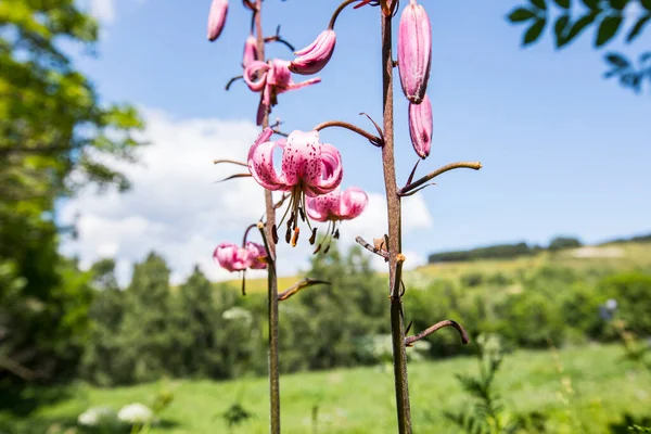 Eyne, Cerdagne, Pyrenees, Fransa 'da Lilium margon çiçeği.