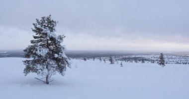 Pallas Yllastunturi Milli Parkı, Laponya, Finlandiya 'da kayak gezisi