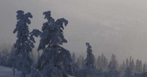 Krajobraz Zimowy Parku Narodowym Pallas Yllastunturi Laponia Finlandia — Wideo stockowe