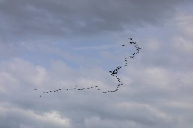 Delta de l 'Ebre Doğa Parkı, Tarragona, Kuzey İspanya' da flamingolar