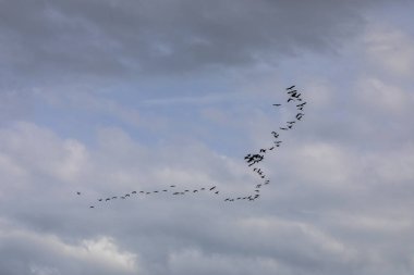 Delta de l 'Ebre Doğa Parkı, Tarragona, Kuzey İspanya' da flamingolar