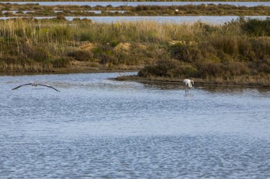 Delta de l 'Ebre Doğa Parkı, Tarragona, Kuzey İspanya' da flamingolar