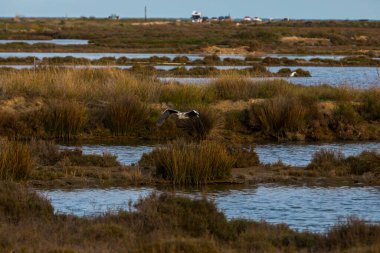 Delta de l 'Ebre Doğa Parkı, Tarragona, Kuzey İspanya' da flamingolar