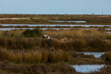 Delta de l 'Ebre Doğa Parkı, Tarragona, Kuzey İspanya' da flamingolar