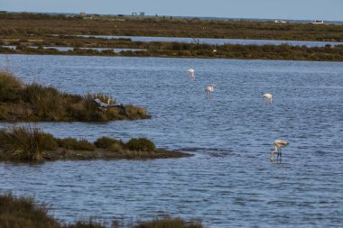 Delta de l 'Ebre Doğa Parkı, Tarragona, Kuzey İspanya' da flamingolar