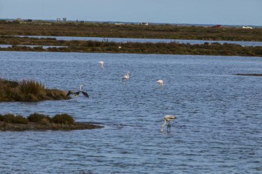 Delta de l 'Ebre Doğa Parkı, Tarragona, Kuzey İspanya' da flamingolar