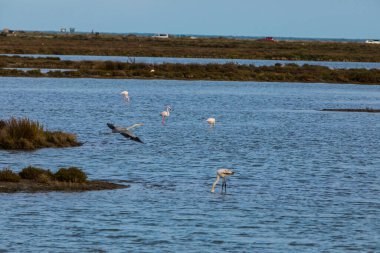 Delta de l 'Ebre Doğa Parkı, Tarragona, Kuzey İspanya' da flamingolar