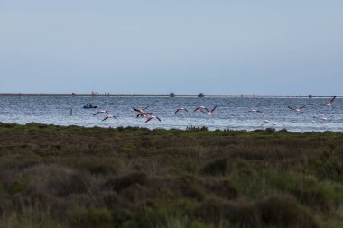 Delta de l 'Ebre Doğa Parkı, Tarragona, Kuzey İspanya' da flamingolar