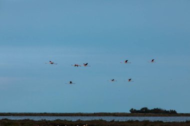 Delta de l 'Ebre Doğa Parkı, Tarragona, Kuzey İspanya' da flamingolar