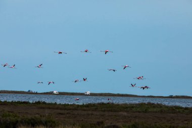 Delta de l 'Ebre Doğa Parkı, Tarragona, Kuzey İspanya' da flamingolar