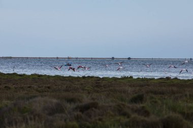 Delta de l 'Ebre Doğa Parkı, Tarragona, Kuzey İspanya' da flamingolar