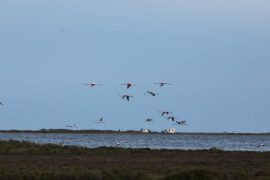 Delta de l 'Ebre Doğa Parkı, Tarragona, Kuzey İspanya' da flamingolar
