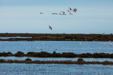 Delta de l 'Ebre Doğa Parkı, Tarragona, Kuzey İspanya' da flamingolar