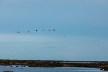 Delta de l 'Ebre Doğa Parkı, Tarragona, Kuzey İspanya' da flamingolar