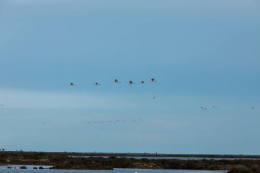 Delta de l 'Ebre Doğa Parkı, Tarragona, Kuzey İspanya' da flamingolar