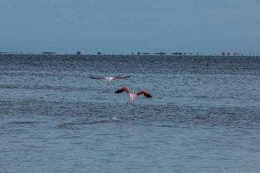 Delta de l 'Ebre Doğa Parkı, Tarragona, Kuzey İspanya' da flamingolar