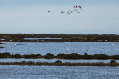 Delta de l 'Ebre Doğa Parkı, Tarragona, Kuzey İspanya' da flamingolar