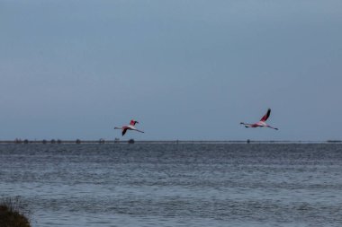 Delta de l 'Ebre Doğa Parkı, Tarragona, Kuzey İspanya' da flamingolar