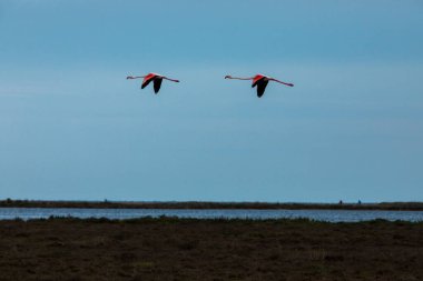 Delta de l 'Ebre Doğa Parkı, Tarragona, Kuzey İspanya' da flamingolar