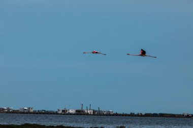 Delta de l 'Ebre Doğa Parkı, Tarragona, Kuzey İspanya' da flamingolar