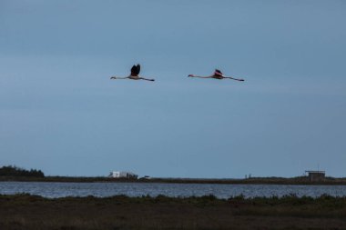 Delta de l 'Ebre Doğa Parkı, Tarragona, Kuzey İspanya' da flamingolar