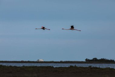 Delta de l 'Ebre Doğa Parkı, Tarragona, Kuzey İspanya' da flamingolar