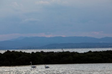 Delta de l 'Ebre Doğa Parkı, Tarragona, Kuzey İspanya' da flamingolar