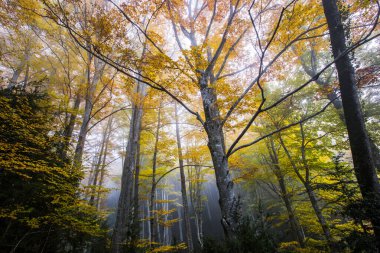 Sonbahar La Grevolosa Ormanı, Osona, Barselona, Kuzey İspanya.
