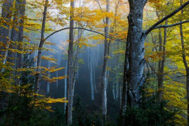 Sonbahar La Grevolosa Ormanı, Osona, Barselona, Kuzey İspanya.