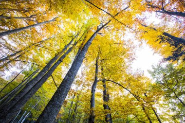 Sonbahar La Grevolosa Ormanı, Osona, Barselona, Kuzey İspanya.