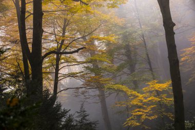 Sonbahar La Grevolosa Ormanı, Osona, Barselona, Kuzey İspanya.