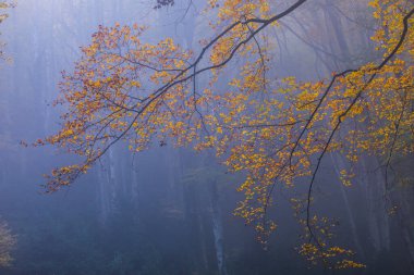 Sonbahar La Grevolosa Ormanı, Osona, Barselona, Kuzey İspanya.