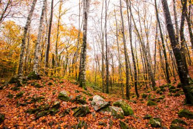 La Fageda D En Jorda Ormanı 'nda sonbahar, La Garrotxa, Kuzey İspanya.