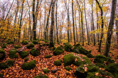 La Fageda D En Jorda Ormanı 'nda sonbahar, La Garrotxa, Kuzey İspanya.