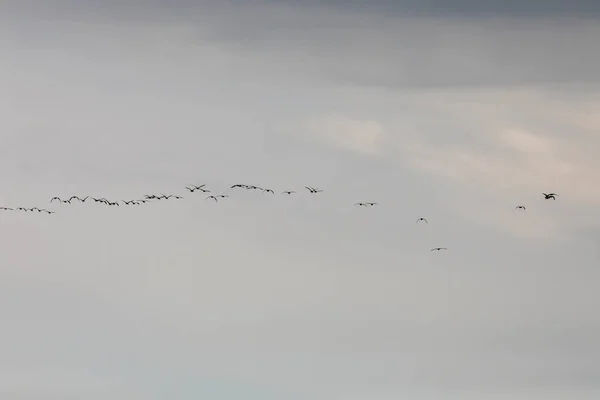 Flamants Roses Dans Parc Naturel Delta Ebre Tarragone Espagne Nord — Photo