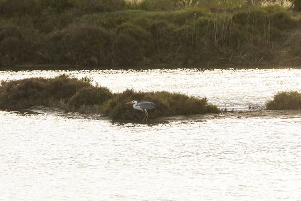 Flamants Roses Dans Parc Naturel Delta Ebre Tarragone Espagne Nord — Photo