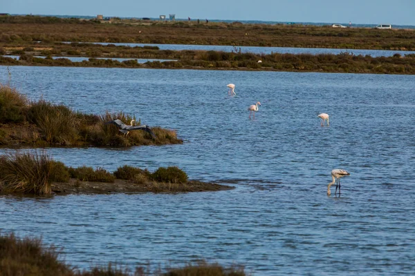 Flamingos Delta Ebre Nature Park Tarragona Severní Španělsko — Stock fotografie