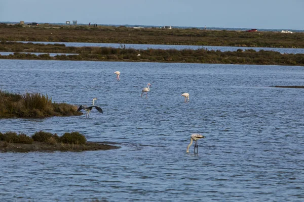 Flamingos Parque Natural Delta Ebre Tarragona Norte Espanha — Fotografia de Stock